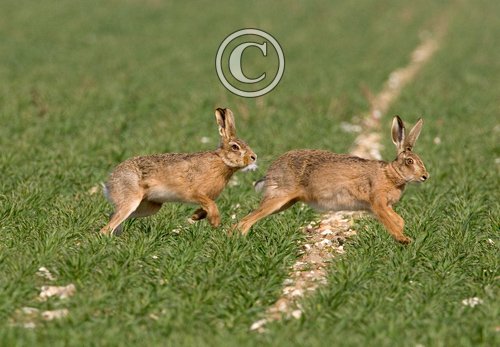 Running Brown Hares DM0280